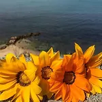 Magnolia Gialla Bed and breakfast Trappeto (Sicily)